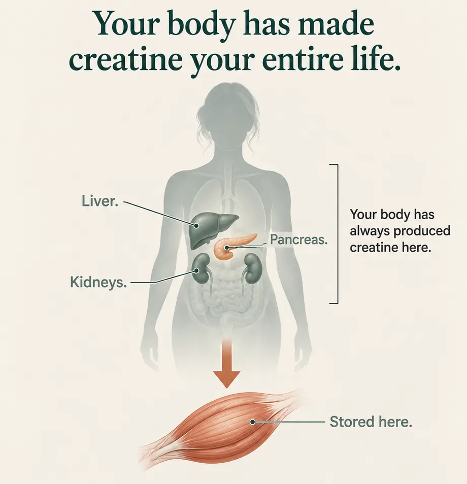 An educational illustration showing organs involved in creatine production and skeletal muscle storage
